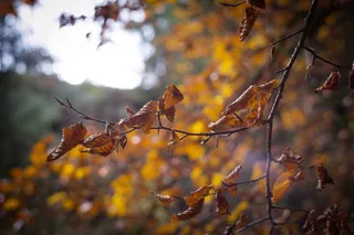 树木枯叶的选择聚焦