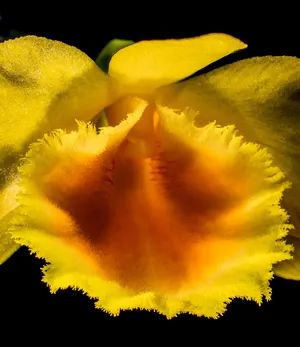 野生兰花，兰花，开花，开花，花，黄色，花序，特写
