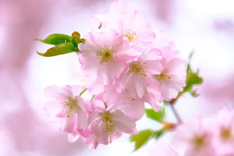 樱花,自然,春天,开花,开花,粉红色,树枝,嫩 樱花,自然,春天,开花,开花,粉红色,树枝,嫩