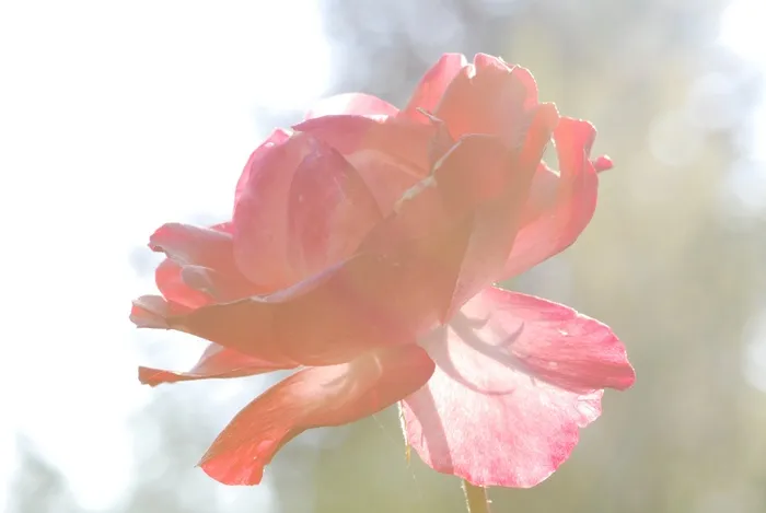 玫瑰，粉色，开花，开花，花朵，玫瑰开花，背光，艺术