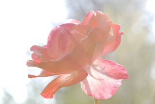 玫瑰，粉色，开花，开花，花朵，玫瑰开花，背光，艺术