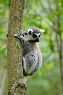 环尾狐猴，狐猴，野生动物，动物，野生动物，野生动物，动物学，哺乳动物