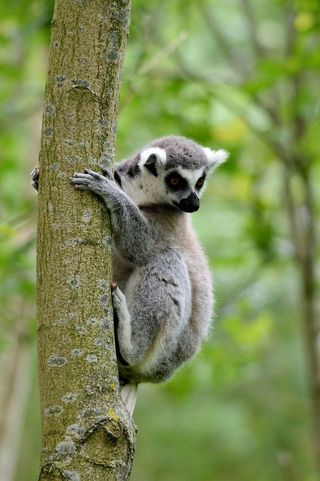 环尾狐猴，狐猴，野生动物，动物，野生动物，野生动物，动物学，哺乳动物