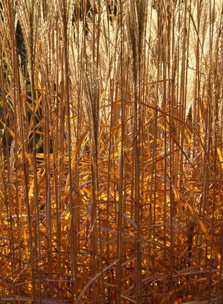 茎，光，芒，芒，背光，甘草，禾本科，银泉