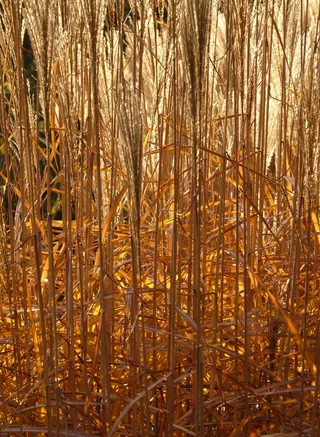 茎，光，芒，芒，背光，甘草，禾本科，银泉