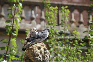 鸽子，鸟，街头，聋人，街头聋人，野生动物，野生动物，动物主题