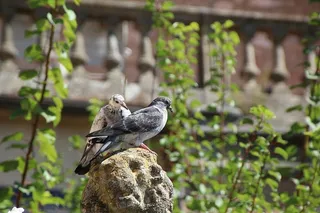 鸽子，鸟，街头，聋人，街头聋人，野生动物，野生动物，动物主题