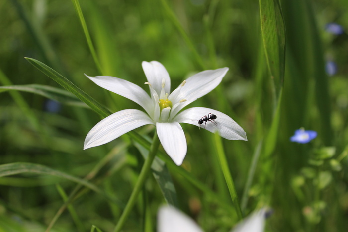 黑色，昆虫，白色，花，蚂蚁，花瓣，仙人掌，草