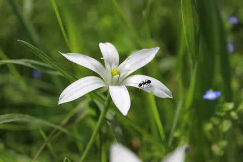 黑色,昆虫,白色,花,蚂蚁,花瓣,仙人掌,草 黑色,昆虫,白色,花,蚂蚁,花瓣,仙人掌,草