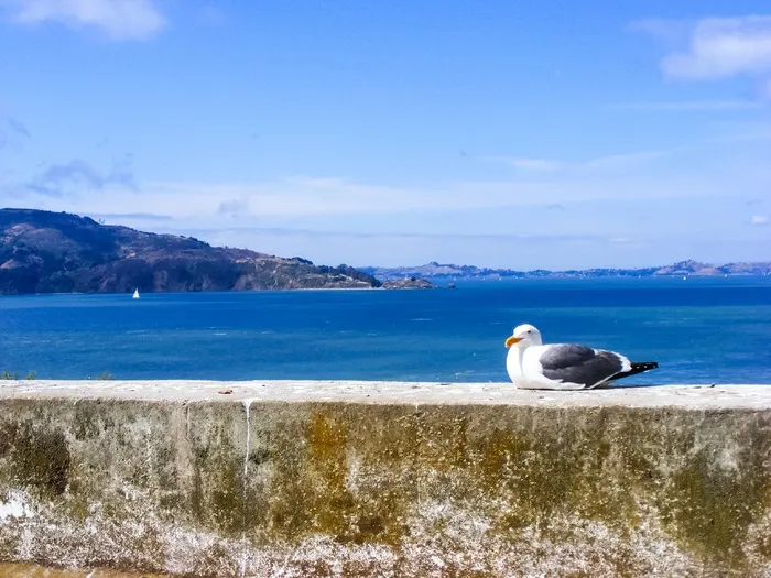 海鸥, 鸟, 羽毛, 水, 海洋, 海鸥, 太平洋, 自然 海鸥, 鸟, 羽毛, 水, 海洋, 海鸥, 太平洋, 自然