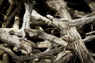 木材，树干，莲娜，树，自然，树干，树皮，树干