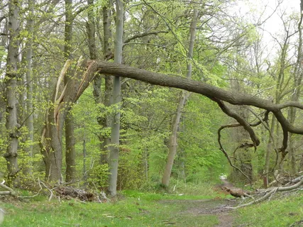 施工、前进、风暴破坏、xaver、树木、植物、森林、土地