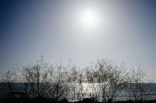 剪影摄影，裸照，树木，筒仓，照片，白天，天空，阳光