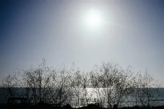 剪影摄影，裸照，树木，筒仓，照片，白天，天空，阳光