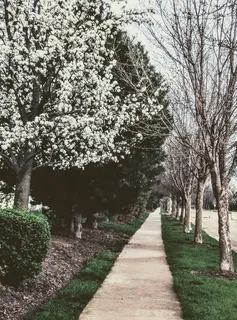 树上的白花 树上的白花