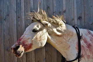 万圣节，血腥，艺术血，恐怖，马，小马，霉菌，血