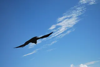 鸟，高山，柏格多尔，黑色，飞行，天空，一种动物，蓝色