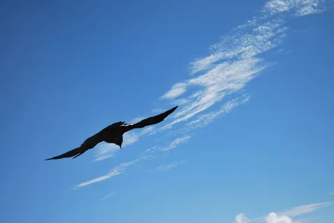 鸟,高山,柏格多尔,黑色,飞行,天空,一种动物,蓝色 鸟,高山,柏格多尔,黑色,飞行,天空,一种动物,蓝色