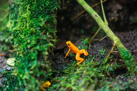 橙色青蛙即将跳上绿草的特写照片