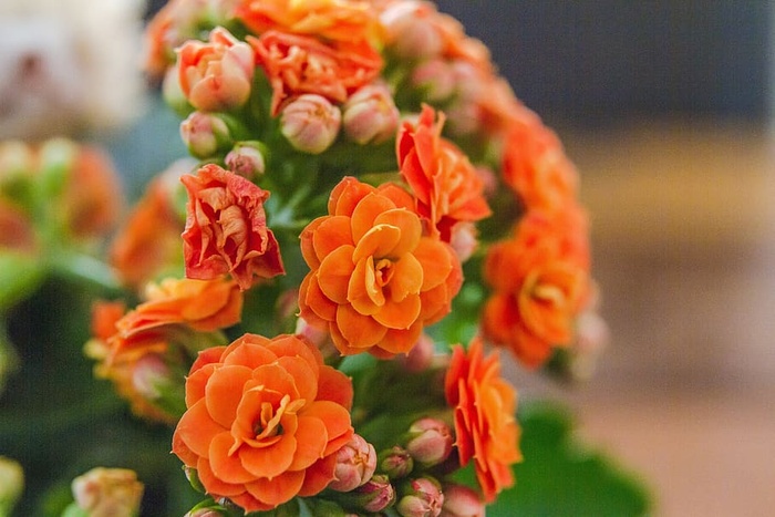 花，自然，植物，花瓣，欣欣向荣，开花植物，新鲜，美丽的自然