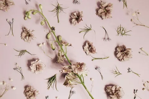 白色花瓣的花,白色,棕色,花瓣的花,零散的,板,花,花瓣 白色花瓣的花,白色,棕色,花瓣的花,零散的,板,花,花瓣