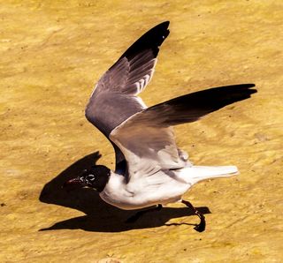 美国黑头鸥，水鸟，自然，野生动物，动物主题，动物，野生动物，鸟