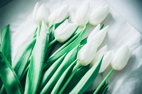 俄罗斯，叶卡捷琳堡，郁金香，花朵，白色，宏观，特写，植物