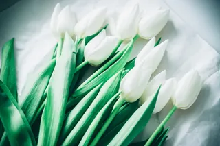 俄罗斯，叶卡捷琳堡，郁金香，花朵，白色，宏观，特写，植物