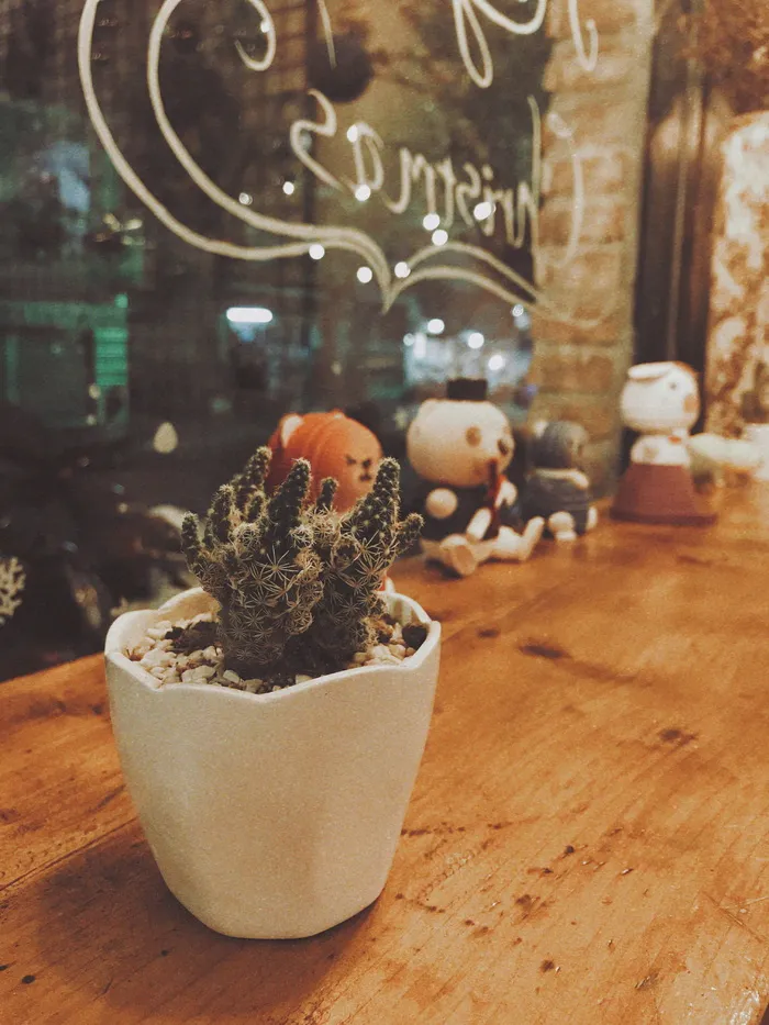 白锅中的绿色仙人掌照片