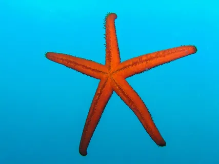 海星,潜水,水下,红,蓝,海,水,克罗地亚 海星,潜水,水下,红,蓝,海,水,克罗地亚