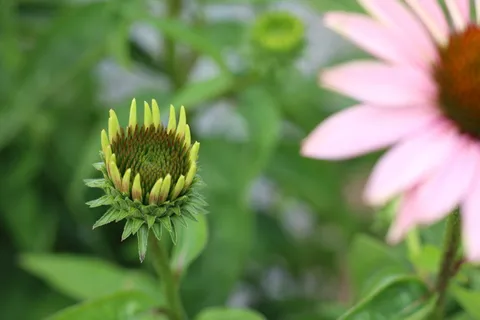 开花,开花,植物,花,开花植物,生长,自然之美,脆弱 开花,开花,植物,花,开花植物,生长,自然之美,脆弱
