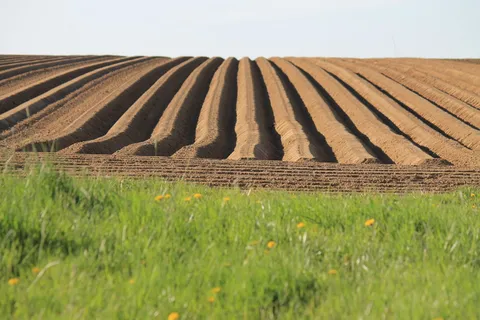 农业、耕地、土豆、土豆田、景观、文化景观、植物、土地
