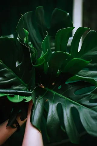 五彩缤纷的奇花异草