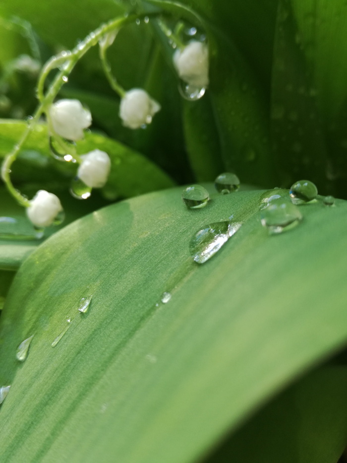 水滴，山谷百合，花朵，春天，绿色，水滴，绿色，植物部分