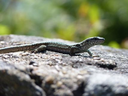 蜥蜴，爬行动物，绿色，棕色，鳞片，自然，石头，小型