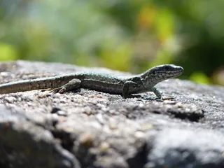 蜥蜴，爬行动物，绿色，棕色，鳞片，自然，石头，小型