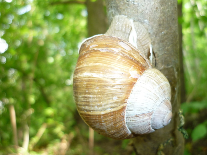 蜗牛，住房，发生，石灰岩山脉，受保护，通常为耶拿蜗牛，动物壳，腹足类