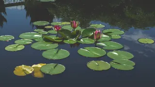 美国，州立大学，反思，反思，莲花，自然，水，百合