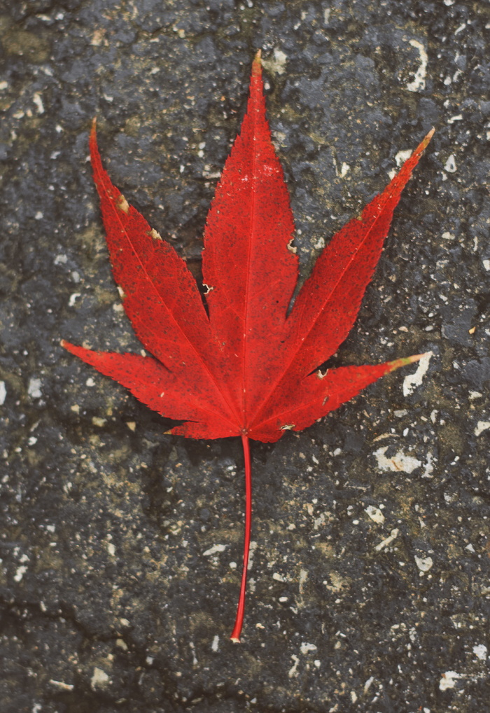 美国，格伦摩尔，红色，叶子，树，死亡，秋天，植物部分