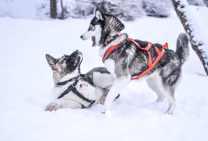 雪地里的狗