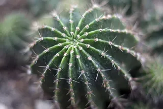 仙人掌，仙人掌，肉质，自然，沙漠，植物，天然，植物