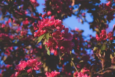 花,自然,花,枝,叶,簇,粉色,花瓣 花,自然,花,枝,叶,簇,粉色,花瓣