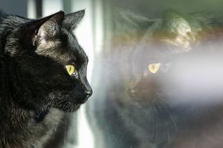 家猫在窗户里倒影，看着院子里发生的事情。