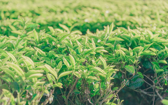 绿叶植物