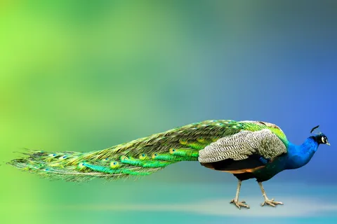 动物世界, 孔雀, 鸟, 羽毛, 骄傲, 多彩, 华丽, 绿松石