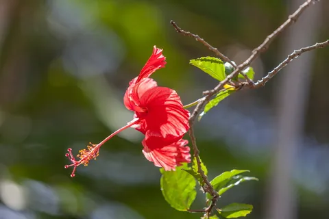 花,芙蓉消歧,红芙蓉,热带气候,植物,开花植物,大自然之美,红色 花,芙蓉消歧,红芙蓉,热带气候,植物,开花植物,大自然之美,红色