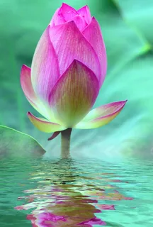 粉色,绿色,花蕾,水,莲花,花朵,花朵,睡莲 粉色,绿色,花蕾,水,莲花,花朵,花朵,睡莲