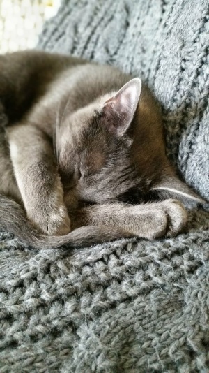 猫，灰猫，熟睡猫，哺乳动物，家猫，家猫，一种动物