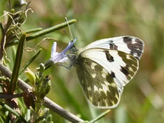 蝴蝶、迷迭香、利巴、黑白、春天、野生动物、野生动物、动物主题