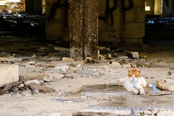 马耳他，马尔萨斯卡拉，白色，瓦砾，荒凉，眼睛，猫，被遗弃